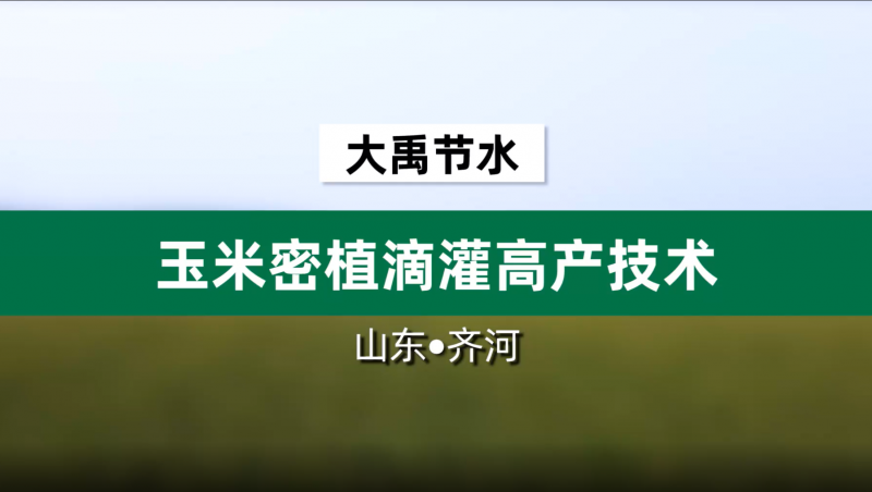 J9集团节水玉米密植滴灌高产技术· 山东省齐河县豆腐窝灌区